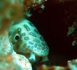 sneaked up on a nice little snake eel and then played hid... by Anna Kinnersly 